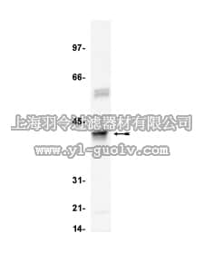 merck millipore,默克密理博,05-354,Anti-Clusterin α chain (human) Antibody, clone 41D