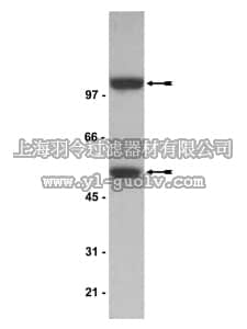 merck millipore,默克密理博,05-361,Anti-NFκB p52 Antibody merck millipore,默克密理博,05-361,Anti-NFκB p52 Antibody