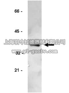 merck millipore,默克密理博,05-362,Anti-Cyclin D1/2 Antibody, clone 5D4