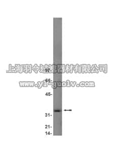 merck millipore,默克密理博,05-364,Anti-Cdk5 Antibody, clone DC17