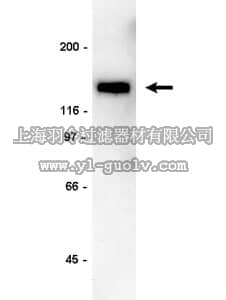 merck millipore,默克密理博,05-366,Anti-PLCγ-1 Antibody, clone B-6-4