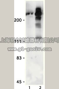 merck millipore,默克密理博,05-368MG,Anti-phospho-Ser/Thr-Pro MPM-2 Antibody