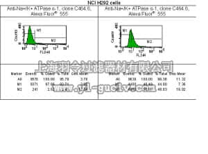 merck millipore,默克密理博,05-369X-555,Anti-Na+/K+ ATPase α-1 Antibody, clone C464.6, Alexa Fluor 555