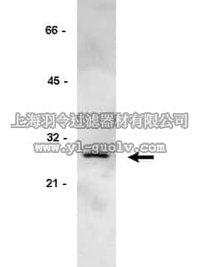 merck millipore,默克密理博,05-372,Anti-GRB2 Antibody, clone 3F2