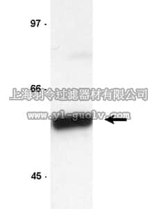 merck millipore,默克密理博,05-373,Anti-Cyclin B1 Antibody, clone GNS3 (8A5D12)