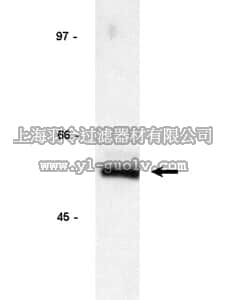 merck millipore,默克密理博,05-374,Anti-Cyclin A Antibody, clone BF 683