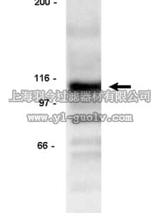 merck millipore,默克密理博,05-377,Anti-Rb Antibody, clone XZ-77