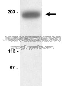 merck millipore,默克密理博,05-378,Anti-RhoGAP p190 Antibody, clone D2D6