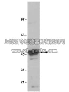 merck millipore,默克密理博,05-382,Anti-Na+/K+ ATPase β-1 Antibody, clone C464.8