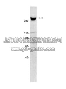 merck millipore,默克密理博,05-385,Anti-Talin (human) Antibody, clone TA205