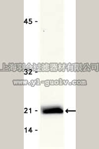 merck millipore,默克密理博,05-389,Anti-Rac1 Antibody, clone 23A8