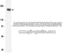 merck millipore,默克密理博,05-390,Anti-erbB-3/HER-3 Antibody, clone 2F12