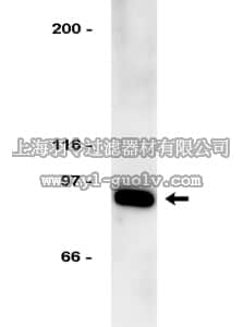 merck millipore,默克密理博,05-393,Anti-p80 Ku Antibody, clone GE2.9.5