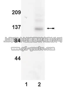 merck millipore,默克密理博,05-406,Anti-JAK3 Antibody, clone B32-32