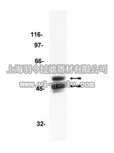 merck millipore,默克密理博,05-412,Anti-GSK3 Antibody, clone 4G-1E