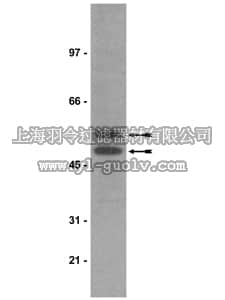 merck millipore,默克密理博,05-413,Anti-phospho-GSK3 (Tyr279/Tyr216) Antibody, clone 5G-2F