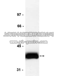 merck millipore,默克密理博,05-414,Anti-CrkL Antibody, clone 5-6