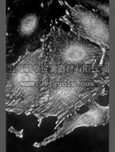 merck millipore,默克密理博,05-417,Anti-Paxillin Antibody, clone 5H11