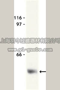 merck millipore,默克密理博,05-419,Anti-Myc Tag Antibody, clone 9E10