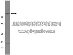 merck millipore,默克密理博,05-432,Anti-NR1 Antibody, CT