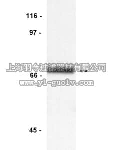 merck millipore,默克密理博,05-434,Anti-Syk Antibody, clone 4D10.1