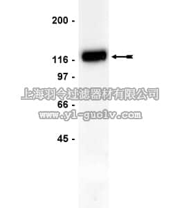 merck millipore,默克密理博,05-440,Anti-Cbl Antibody, clone 7G10