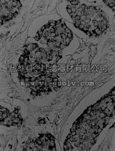 merck millipore,默克密理博,05-443,Anti-VEGF Antibody, clone JH