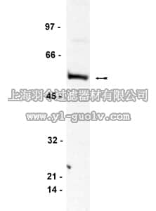 merck millipore,默克密理博,05-449,Anti-Bin1 Antibody, clone 99D