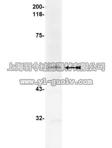 merck millipore,默克密理博,05-468,Anti-FcεRI α subunit Antibody