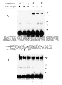 merck millipore,默克密理博,05-471,Anti-erbB-3/HER-3 Antibody, clone H3.105.5