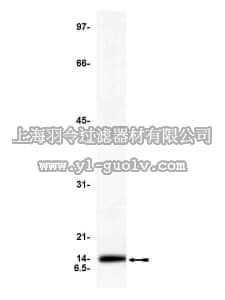 merck millipore,默克密理博,05-479,Anti-Cytochrome C Antibody, clone C-7
