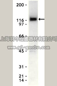 merck millipore,默克密理博,05-480,Anti-Eck/EphA2 Antibody, clone D7