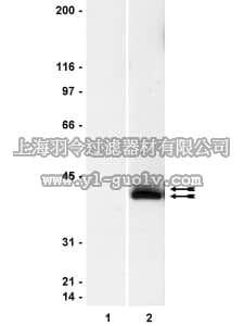 merck millipore,默克密理博,05-481,Anti-phospho-MAP Kinase1/2 Antibody
