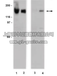 merck millipore,默克密理博,05-484,Anti-EGFR (non-phospho-Tyr1173) Antibody, clone 20G3
