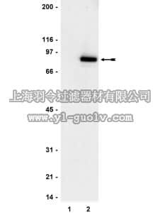 merck millipore,默克密理博,05-485,Anti-phospho-STAT3 (Tyr705) Antibody, clone 9E12