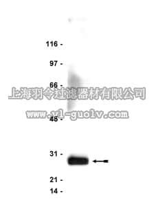 merck millipore,默克密理博,05-486,Anti-FADD Antibody, clone 1F7