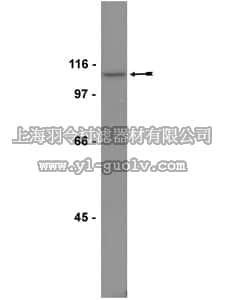 merck millipore,默克密理博,05-488,Anti-Pyk2/CAKβ Antibody, clone 74