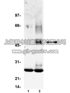 merck millipore,默克密理博,05-491,Anti-FcεRI α subunit Antibody, clone 3G6
