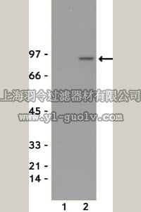 merck millipore,默克密理博,05-495,Anti-phospho-STAT5A/B (Tyr694/699) Antibody, clone 8-5-2