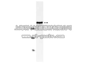 merck millipore,默克密理博,05-500,Anti-TAFII250 Antibody, clone 6B3