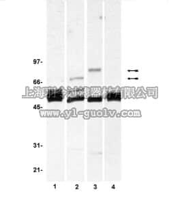 merck millipore,默克密理博,05-502,Anti-FRS2/SNT-1 Antibody