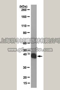 merck millipore,默克密理博,05-503-I,Anti-LacI Antibody, clone 9A5