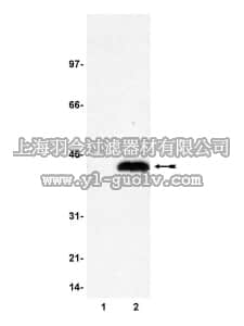 merck millipore,默克密理博,05-503,Anti-LacI Antibody, clone 9A5