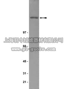 merck millipore,默克密理博,05-504,Anti-IQGAP1 Antibody, clone AF4
