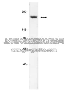 merck millipore,默克密理博,05-505,Anti-IQGAP2 Antibody, clone BB9