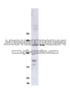 merck millipore,默克密理博,05-507,Anti-Cdc25C Antibody, clone TC-15