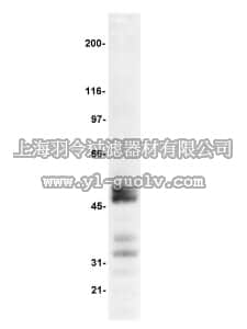 merck millipore,默克密理博,05-510,Anti-TCF-1 Antibody, clone 7H3