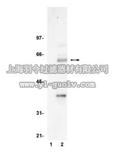 merck millipore,默克密理博,05-511,Anti-TCF-4 Antibody, clone 6H5-3