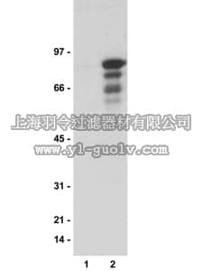 merck millipore,默克密理博,05-512,Anti-TCF-3/4 Antibody, clone 6F12-3