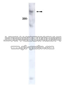 merck millipore,默克密理博,05-513,Anti-ATM Antibody, clone AM9